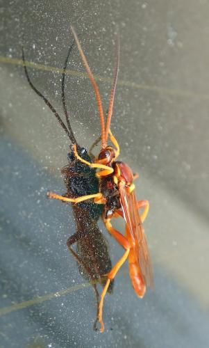 Réf. 208 837 : Callajoppa cirrogaster